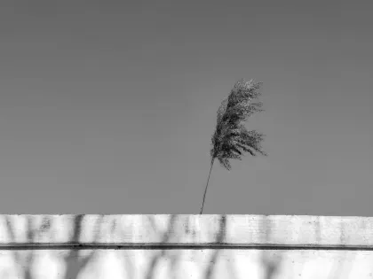 Jazz Casino Application mobile